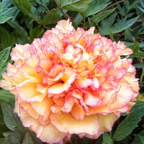 Orange Peony Fresh Cut Flowers
