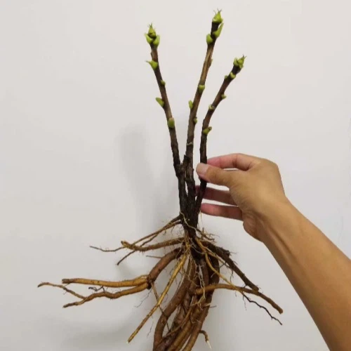 dac6e05c5e839f679d4ac7cdf86328b6 dac6e05c5e839f679d4ac7cdf86328b6