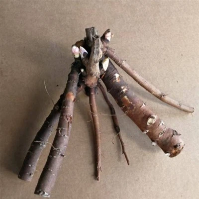 3 5 bazsarózsa rügyei